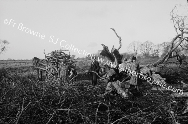 NEIGHBOURS COLLECT THEIR FALLEN TREES AT �1 PER TREE & CARRY YOURSELF